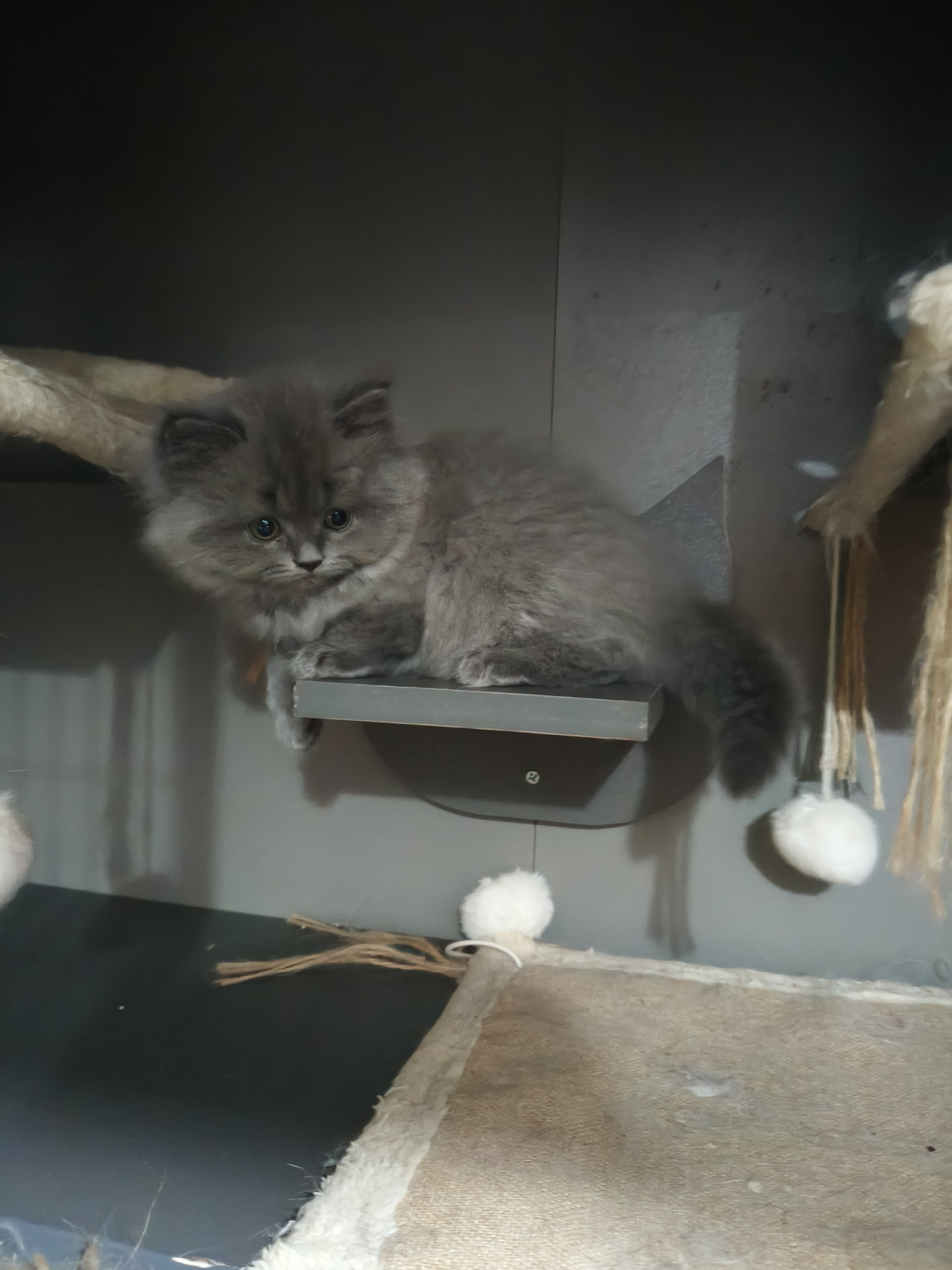 蓝猫高地妹妹，喜欢的铲屎官快来吧！